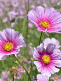 Daydream Cosmos Flower Seeds Ð Cosmos bipinnatus | Easy-Grow Annual | Cottage Garden Flower| 25+ flower spore