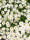 New! 50+ Feverfew Tetra White Wonder Seeds /  Tanacetum parthenium / Cottage Garden / Matricaria capensis (D21) F flower seeds
