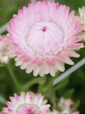 Silvery Rose Strawflower Flower Seeds | Everlasting Blooms for Dried Flowers | Cottage Garden Flower | 50+ flower seeds