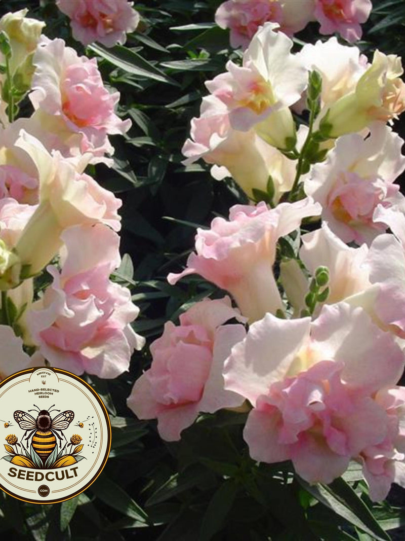NEW! Twinny Appleblossom Snapdragon Seeds, Double Flowering, Butterfly Antirrhinum Majus AN6225 flower seeds