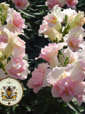 NEW! Twinny Appleblossom Snapdragon Seeds, Double Flowering, Butterfly Antirrhinum Majus AN6225 flower seeds