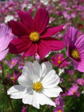 Dwarf Cosmos Mix, Cottage Garden Flowers, Pink, White, Rose, 30 Seeds flower spore