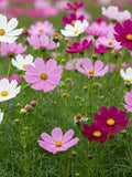 Cosmos Dwarf Mix, Cosmos Bipinnatus, Cottage Garden, Pollinator Friendly, Cut Flower, 35 Seeds flower seeds