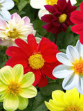 Dwarf Dahlia Single Mix, Cottage Garden Flower, Container Gardening, 25 Seeds flower seeds