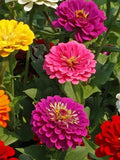 25+ California Giants Mix Zinnia Seeds / Zinnia elegans / Cottage Garden / Cut Flower / (W47) F seeds bulk