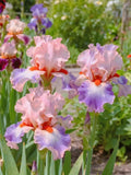 Twilight Iris Flower Seeds (20+) | Vibrant Violet-Blue Perennials - Beginner Friendly & Drought Tolerant flower seeds
