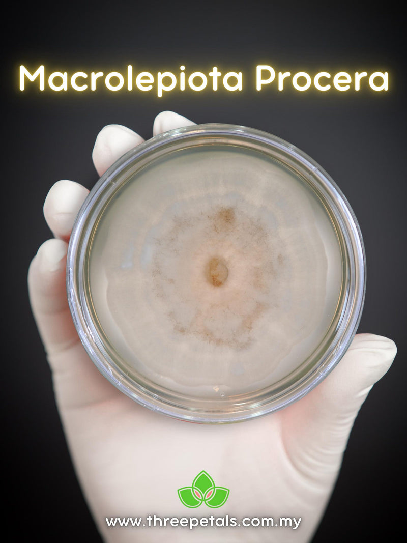 Parasol Mushroom (Macrolepiota Procera) Live Mycelium Mushroom Culture Spawn flower spore
