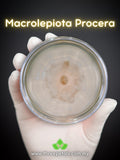 Parasol Mushroom (Macrolepiota Procera) Live Mycelium Mushroom Culture Spawn flower spore