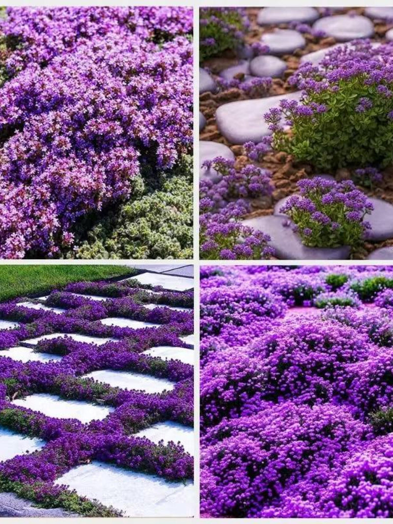 Purple Creeping Thyme Seeds: Aromatic Herb, Ground Cover, (1000 seeds) seeds bulk