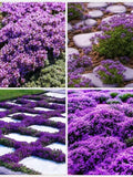 Purple Creeping Thyme Seeds: Aromatic Herb, Ground Cover, (1000 seeds) seeds bulk