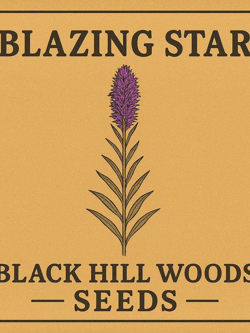 Blazing Star Seeds (liatris spicata) - Purple Flower - Grown in Newfoundland... flower spore