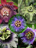 Passiflora Seeds Mix (5 Species, 25 Seeds) Passionflower Collection, Passion Fruit Combo flower seeds