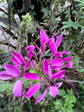 Cleome Seeds Ð Tall Pink & Purple Spider Flowers Ð Canadian Grown Annuals Ð Waterloo Region Ontario flower spore