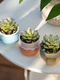 1 Pot Ð Mini Faux Succulent Plant in Glazed Ceramic Pot, Artificial Succulent Desk Decor, Mini Faux Potted Home Office Decor faux plants