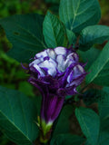 Datura  double purple trumpet Seeds  10 FLOWER DELIVERY