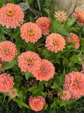 25+ Salmon Queen Zinnia Seeds / Zinnia elegans / Summer Flower/ Cottage Garden Flower / (G155) F flower seeds