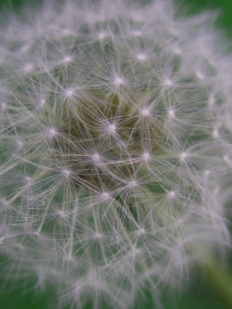 Flower Ready To Spread (Digital File) flower spore