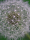 Flower Ready To Spread (Digital File) flower spore
