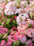 Pastel Shades Phlox Mix Seeds Ð Cottage Garden Annual Blooms, 50 Seeds flower seeds