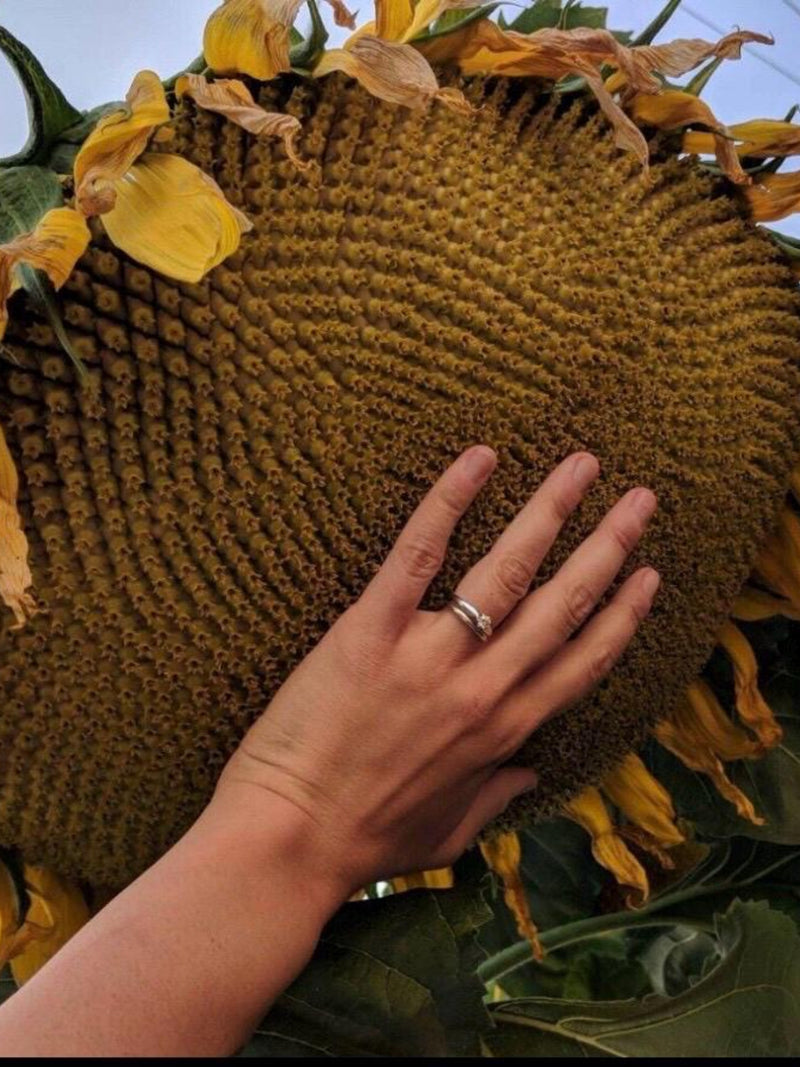 Mammoth Sunflower (Greystripe) Seeds (Helianthus annuus) flower seeds