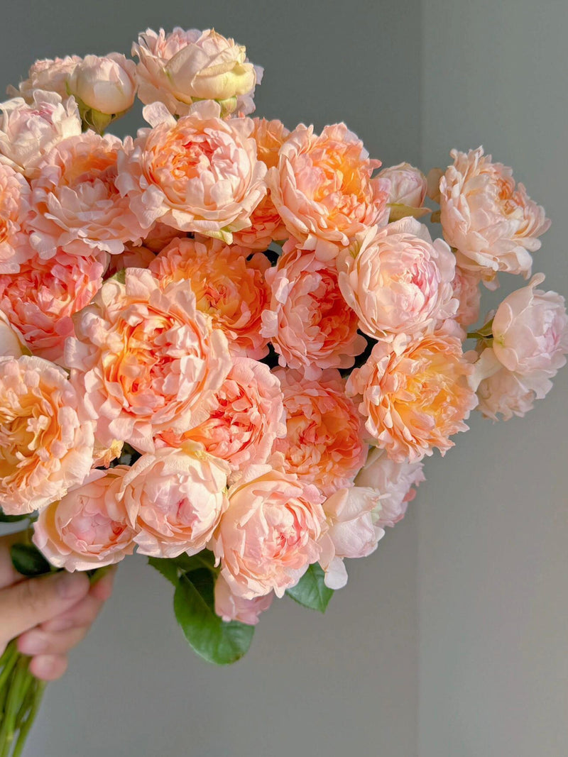 Rose Ô Dancing Flow Õ - Peach Anemone| Rare Octopus Rosa|  1.5 Gal Live Plant | Cut Fireworks Flower flower spore
