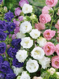 Campanula Double Mix, Canterbury Bells, Cup and Saucer, 50 Seeds flower seeds