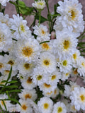 Feverfew Tetra White Wonder Seeds, Tanacetum parthenium, Cottage Garden, Matricaria capensis, 50 Seeds flower seeds