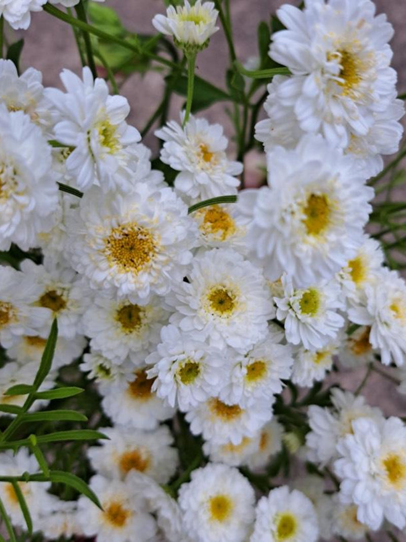 Feverfew Tetra White Wonder Seeds, Tanacetum parthenium, Cottage Garden, Matricaria capensis, 50 Seeds flower spore