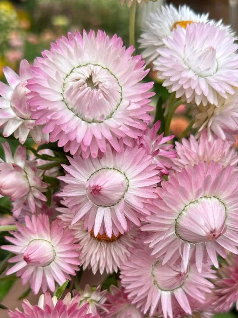 50+ Silvery Rose Strawflower Seed / Flower Seeds / Excellent as dried flowers / (D7) F flower seeds
