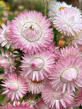 50+ Silvery Rose Strawflower Seed / Flower Seeds / Excellent as dried flowers / (D7) F flower seeds