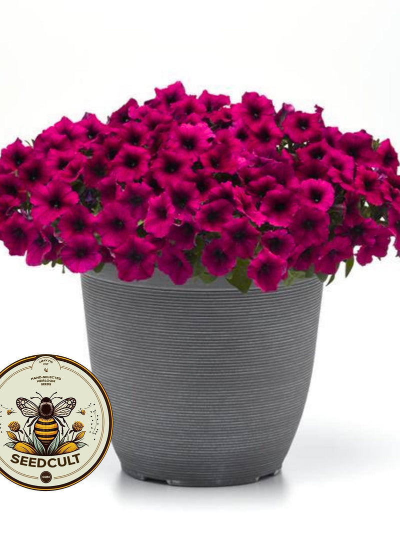 NEW! Shock Wave Deep Purple Petunia Seeds, Pelleted for easier sowing and germination, Petunia Hybrida PE8710P flower seeds