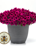 NEW! Shock Wave Deep Purple Petunia Seeds, Pelleted for easier sowing and germination, Petunia Hybrida PE8710P flower seeds