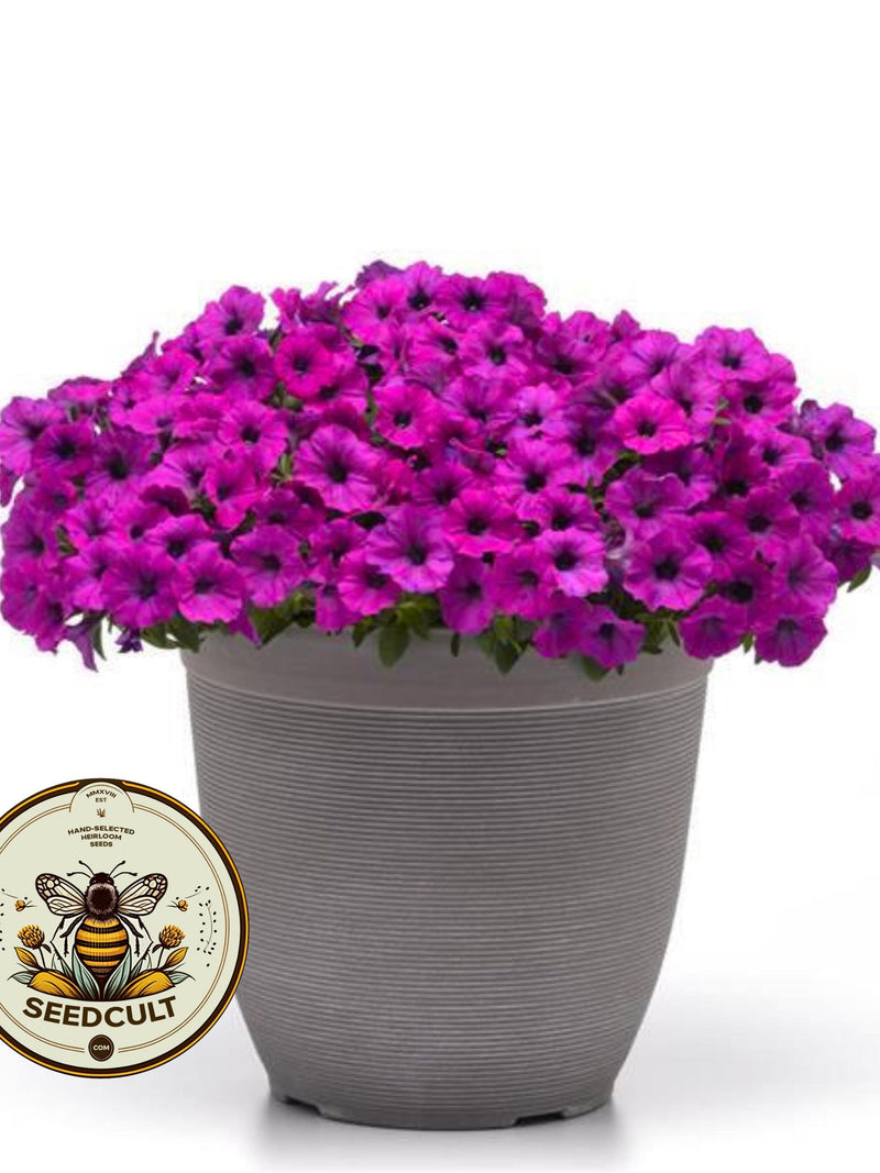 NEW! Shock Wave Violet Petunia Seeds, Pelleted for easier sowing and germination, Petunia Hybrida PE8810P FLOWER DELIVERY