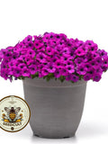 NEW! Shock Wave Violet Petunia Seeds, Pelleted for easier sowing and germination, Petunia Hybrida PE8810P FLOWER DELIVERY