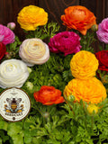 NEW! Bloomingdale Mix Ranunculus Seeds, Compact Container, Ranunculus Asiaticus, RN0220 flower seeds