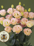 NEW! Champagne Lisianthus, Croma 2, Cut Flowers, Eustoma Grandiflorum, EU5620P flower seeds