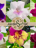 Streptocarpus hybridus Cape primrose 50 seeds Mix 1 flower seeds