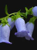 Canterbury Bells flower spore