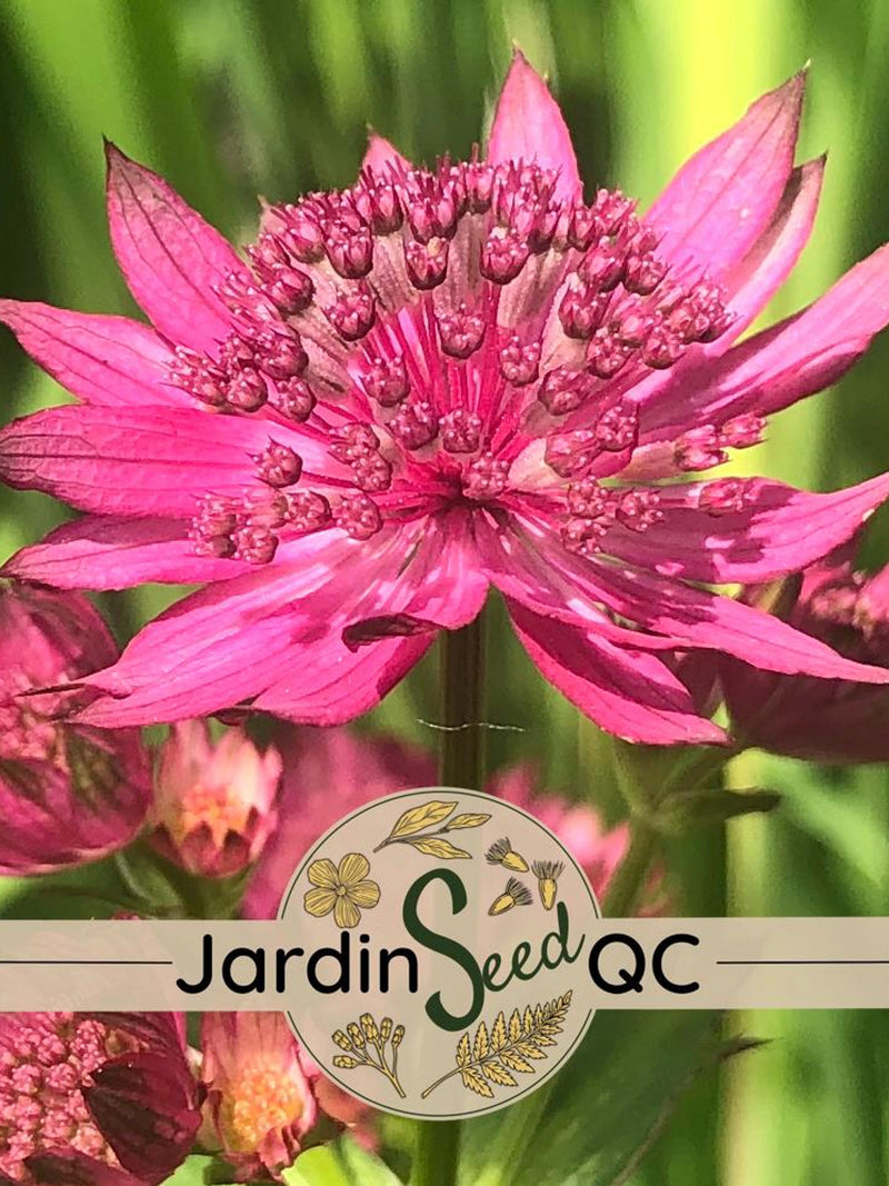 Astrantia major - Masterwort (20 seeds) seeds bulk