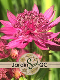 Astrantia major - Masterwort (20 seeds) seeds bulk