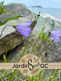 Campanula rotundifolia - Scottish bluebell - Harebell ( 30 seeds ) flower spore