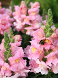 Snapdragon ÔSonnet PinkÕ Seeds, Antirrhinum majus, Cut Flower Bouquet, 50 Seeds seeds bulk