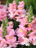 Snapdragon ÔSonnet PinkÕ Seeds, Antirrhinum majus, Cut Flower Bouquet, 50 Seeds flower seeds