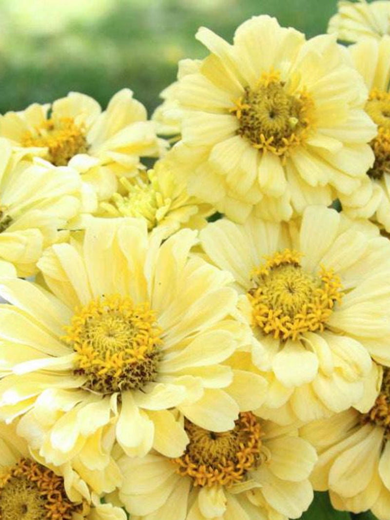 Creamy Yellow Zinnia Seeds Ð Zinnia elegans | Zinnia 'Isabellina' | Cut Flowers for Bouquets | Cottage Garden | 25 Seeds flower seeds