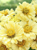 Creamy Yellow Zinnia Seeds Ð Zinnia elegans | Zinnia 'Isabellina' | Cut Flowers for Bouquets | Cottage Garden | 25 Seeds flower seeds