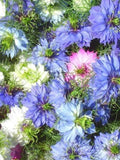 Nigella Flower Mix Seeds | Miss Jekyll Indigo & Love-in-a-Mist | Unique Dried Pods| 50 Seeds flower spore