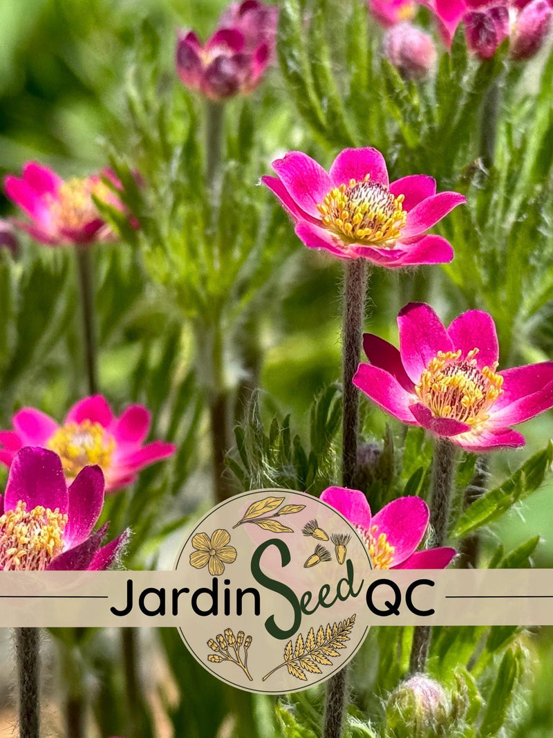Pacific Anemone multifida (25 seeds) flower spore