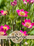 Pacific Anemone multifida (25 seeds) flower spore