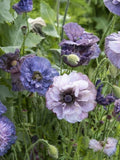 Amazing Grey Poppy Seeds, Papaver rhoeas, Delicate Flower, English Cottage Garden, 50+ or 100+  Seeds seeds bulk