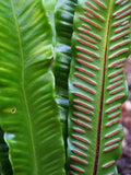 Asplenium scolopendrium | Hart's Tongue Fern | 50 Spores flower spore